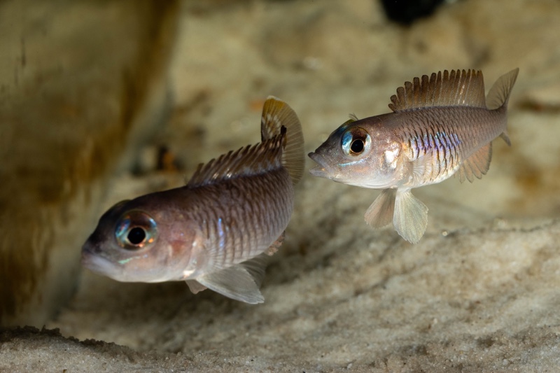 Lamprologus laparogramma 'Namansi'